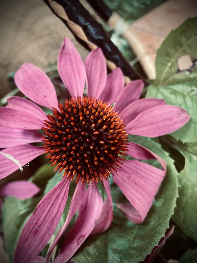 Winter Resilience Elixir - Image 3