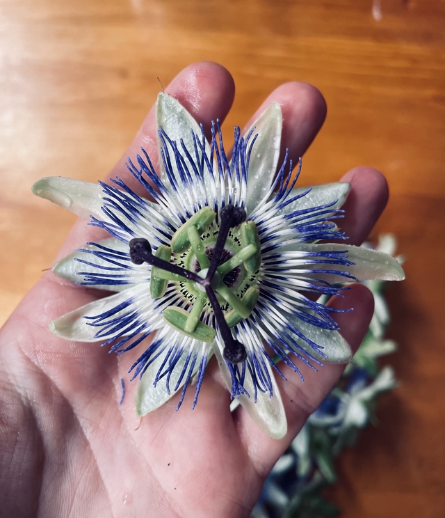 Deep Rest - Passionflower & Californian Poppy Elixir - Image 3