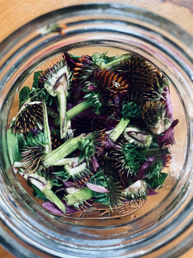 Winter Resilience Elixir - Image 2